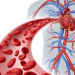 Mạch máu dẫn máu đến tim là mạch gì