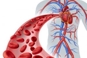 Mạch máu dẫn máu đến tim là mạch gì