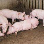 Bệnh dịch tả lợn Châu Phi trông như thế nào và cách phòng tránh?