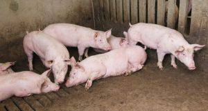 Bệnh dịch tả lợn Châu Phi trông như thế nào và cách phòng tránh?