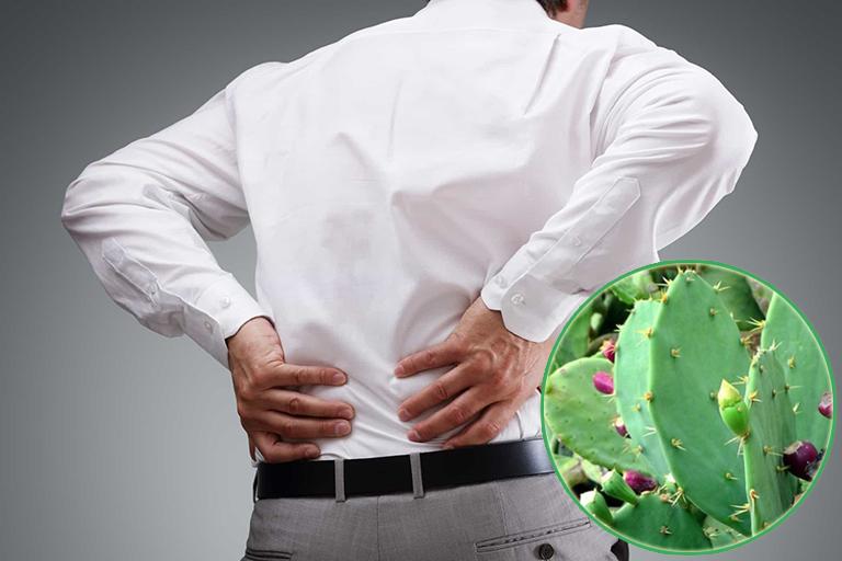 chữa thoát vị đĩa đệm bằng cây xương rồng