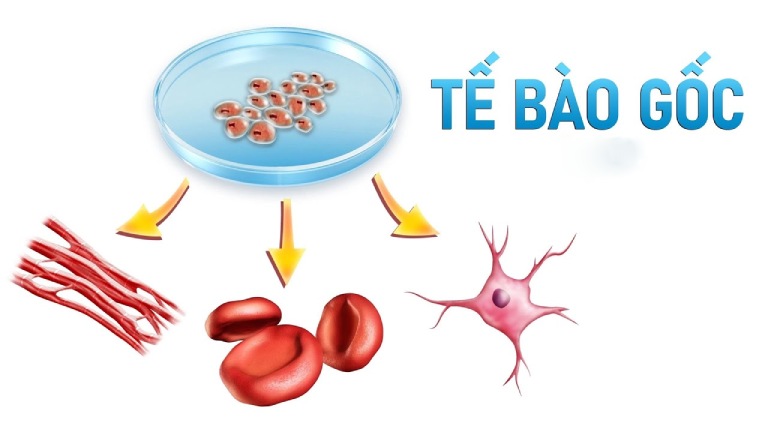 Nâng mũi tế bào gốc giá bao nhiêu